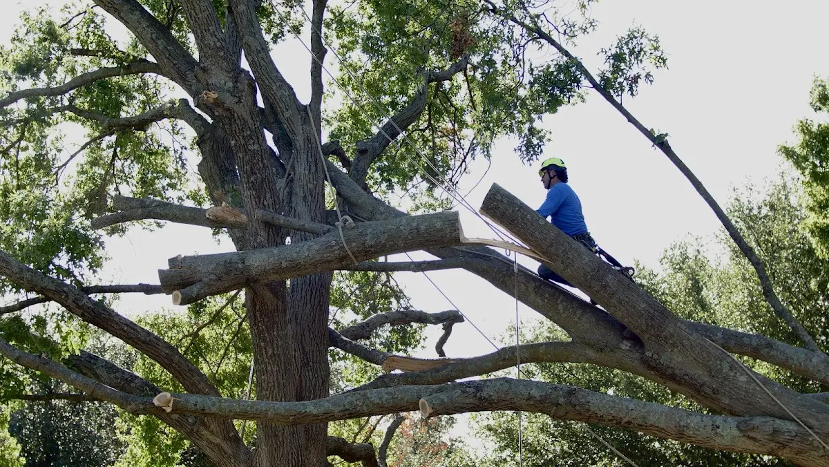 Professional Hazardous Tree Removal performed by certified arborists in Goldsmith